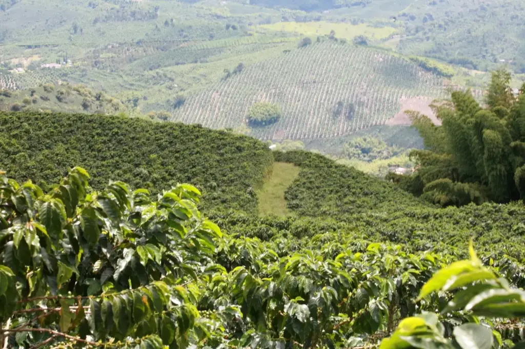 Café Señorial Tradicional