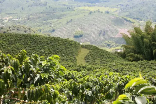 Café Señorial Tradicional